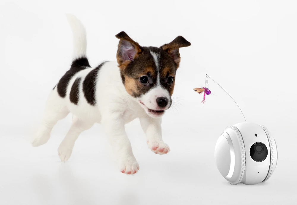 Elevate Your Pet Parenting With This Innovative Camera Solution!