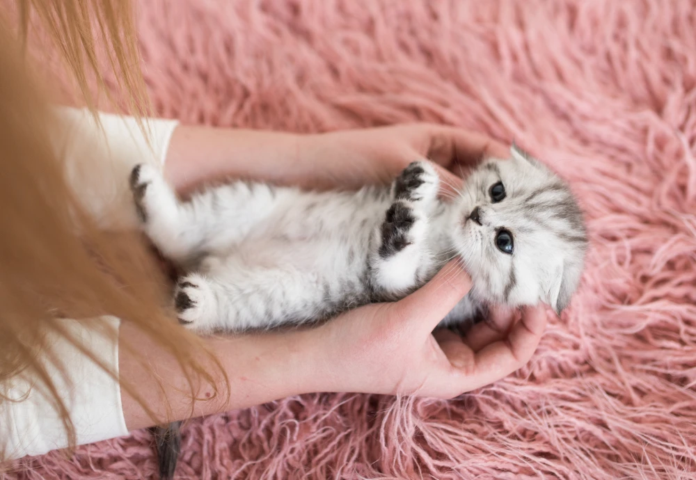 video camera for watching pets - Capture Every Moment: The Future Of Pet Monitoring Is Here!